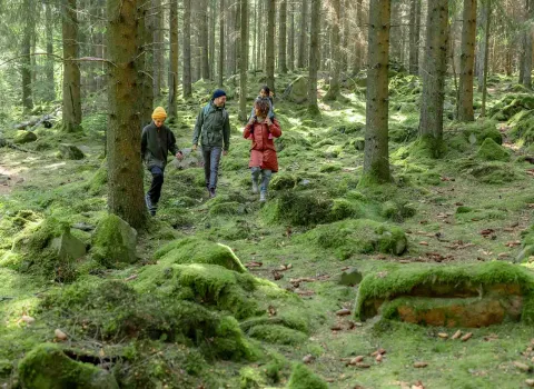 Vier Personen, darunter zwei Erwachsene und zwei Kinder, wandern durch einen moosbedeckten Nadelwald.